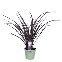 New Zealand flax 'Rubra Nana' Purple - Hardy plant