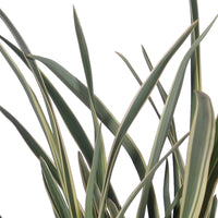 New Zealand flax 'Sundowner' Green - Hardy plant