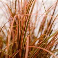 Red hook sedge 'Everflame' red - Hardy plant