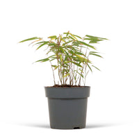 Bamboo Fargesia rufa - Hardy plant