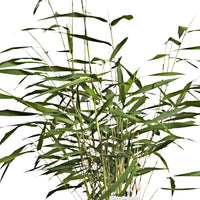 Bamboo 'Asian Wonder' green-red - Hardy plant
