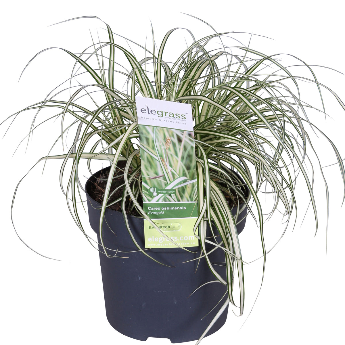 Sedge 'Evergold' yellow-green - Hardy plant