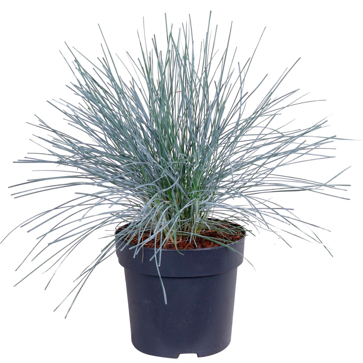 Blue fescue Festuca  'Azura Blue' - Hardy plant