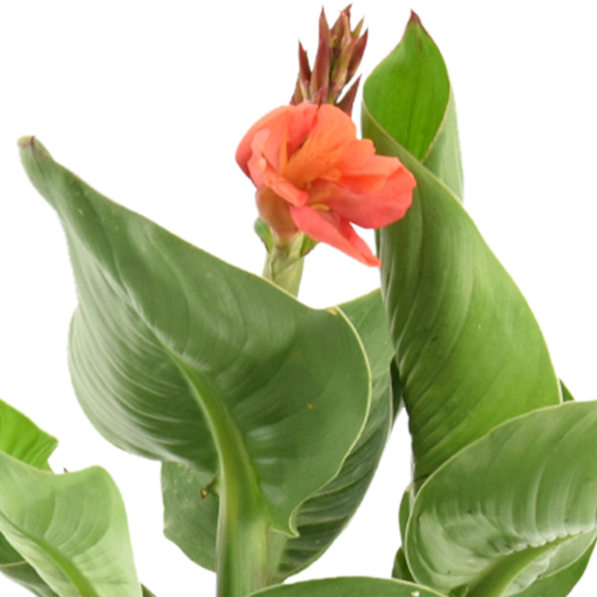 Canna pink