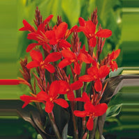 Canna Canna red - Marsh plant, waterside plant