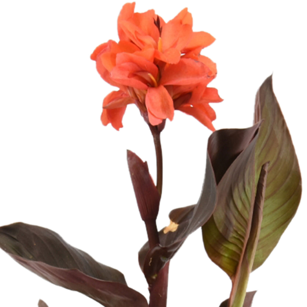 Canna Canna red - Marsh plant, waterside plant