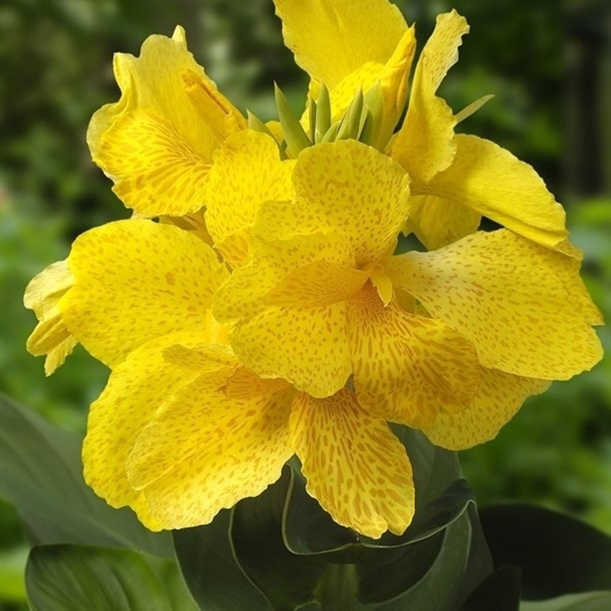 Canna Canna yellow - Marsh plant, waterside plant