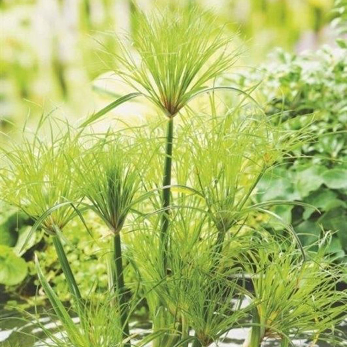 Papyrus plant Cyperus Percamenthus