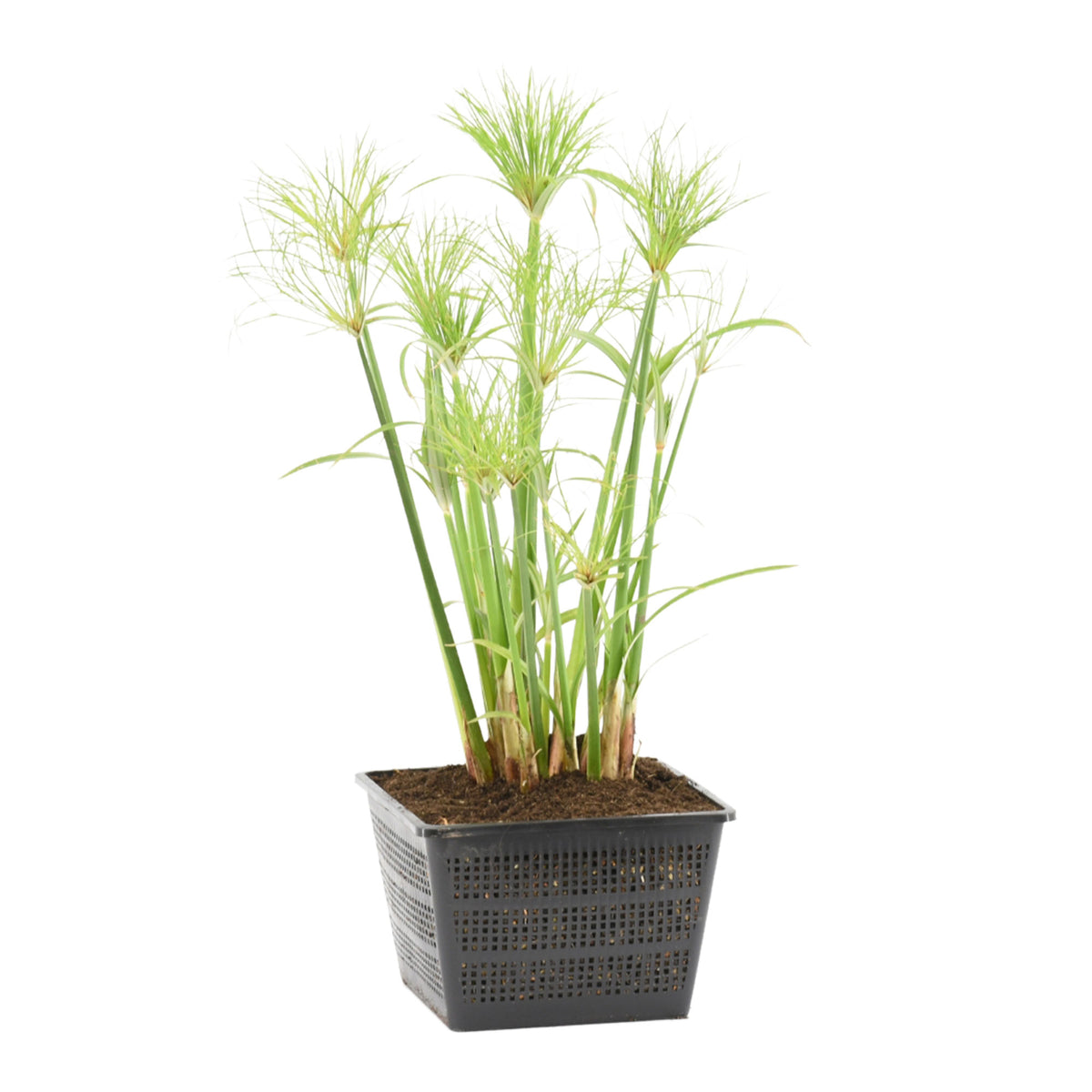 Papyrus plant Cyperus Percamenthus