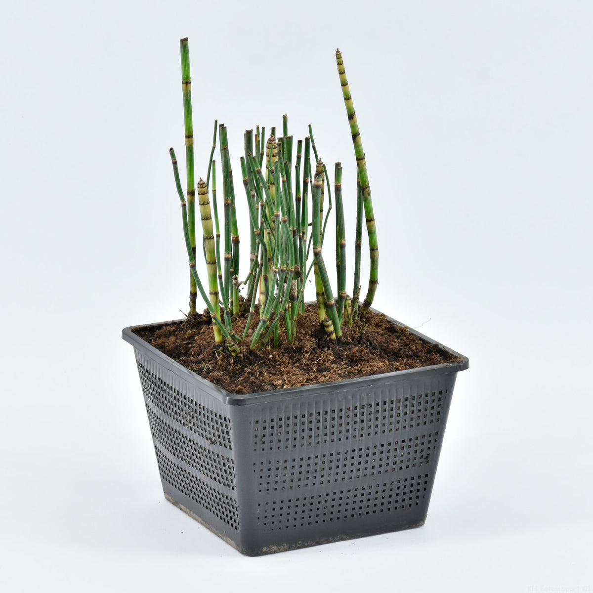 Barred horsetail Equisetum japonicum - Marsh plant, Water plant, waterside plant