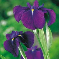 Japanese iris 'Variegata' purple