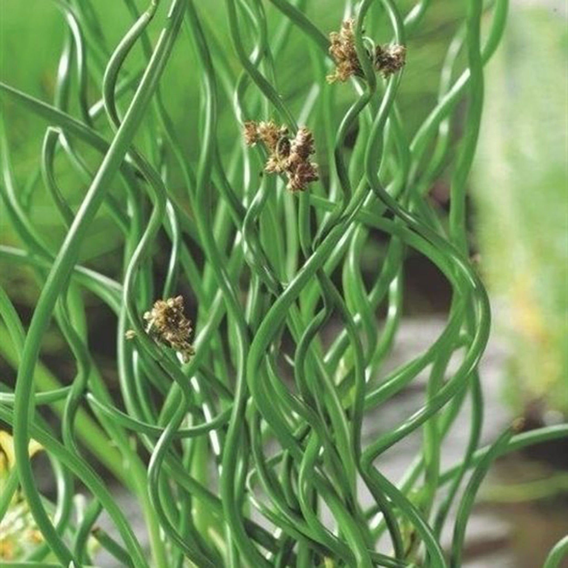 corkscrew succulent Corkscrew rush Juncus 'Spiralis'