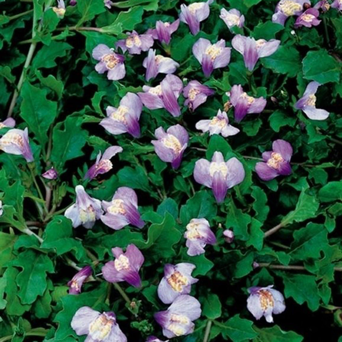 Mazus reptans 'Blue' purple