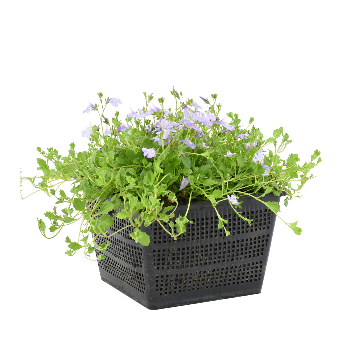 Mazus reptans 'Blue' purple