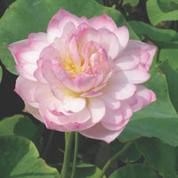 Lotus pink