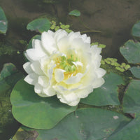 Lotus white