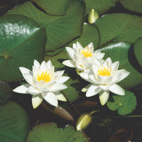 Water lily 'Tetragona' white