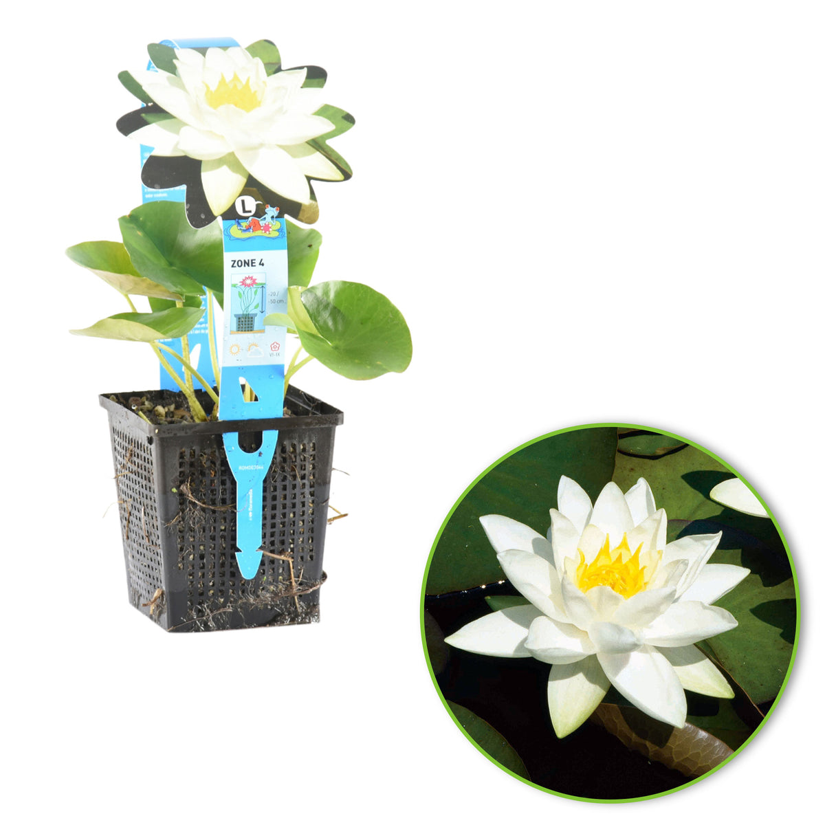 Water lily 'Tetragona' white