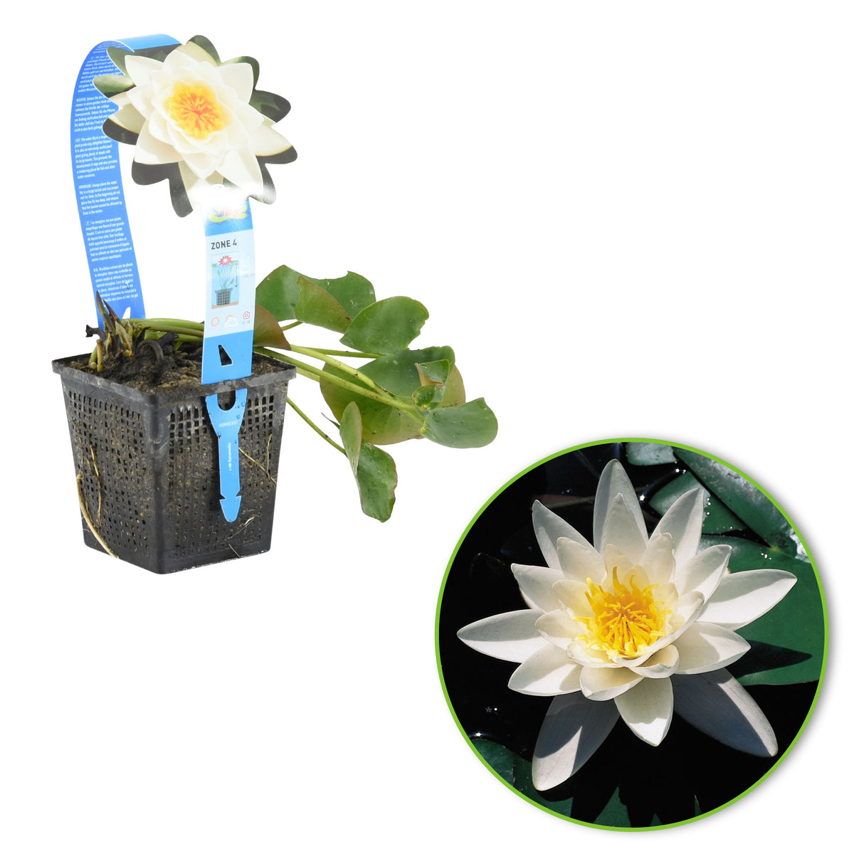 Water lily 'Alba' white