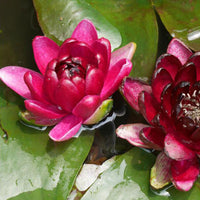 Water lily 'Black Princess' red