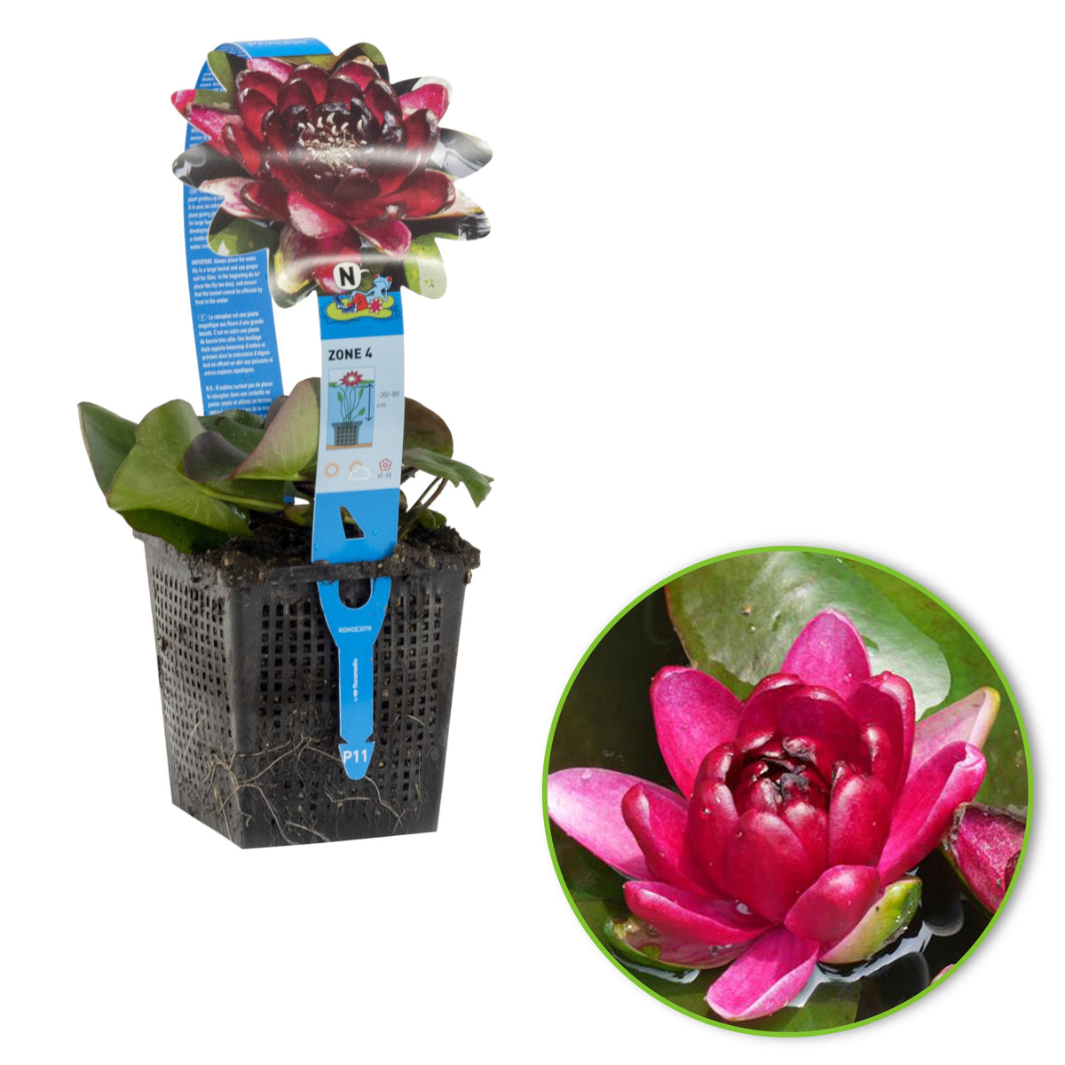 Water lily 'Perry's Almost Black' red