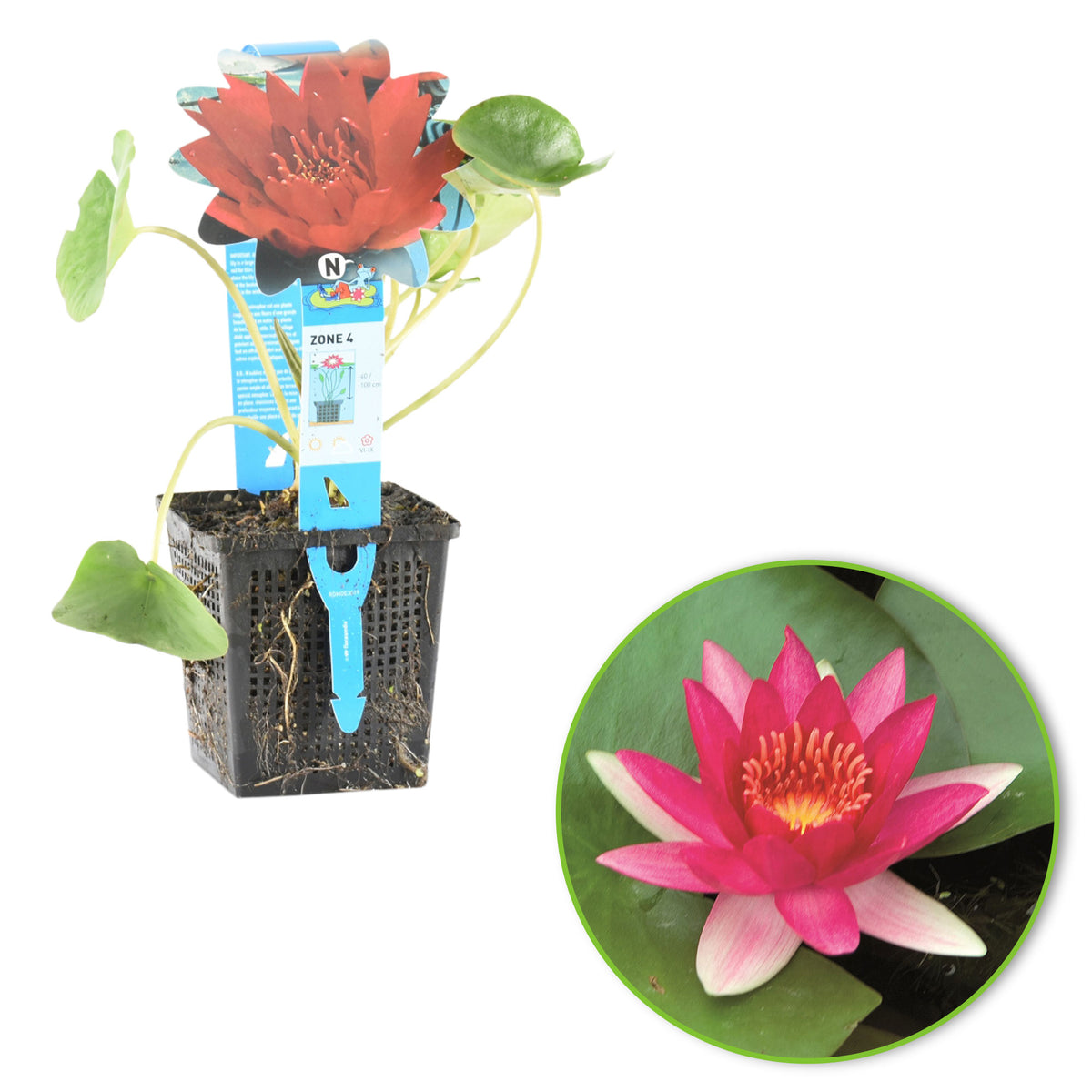 Water lily 'Escarboucle' red