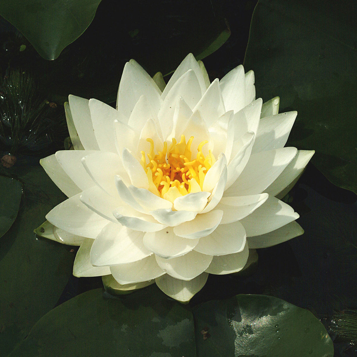 Water lily 'Gonnere' white