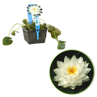 Water lily 'Gonnere' white
