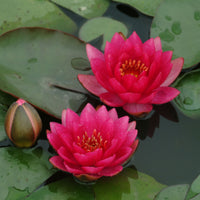 Water lily 'James Brydon' pink