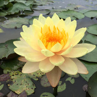 Water lily 'Mangkala Ubol' orange-pink