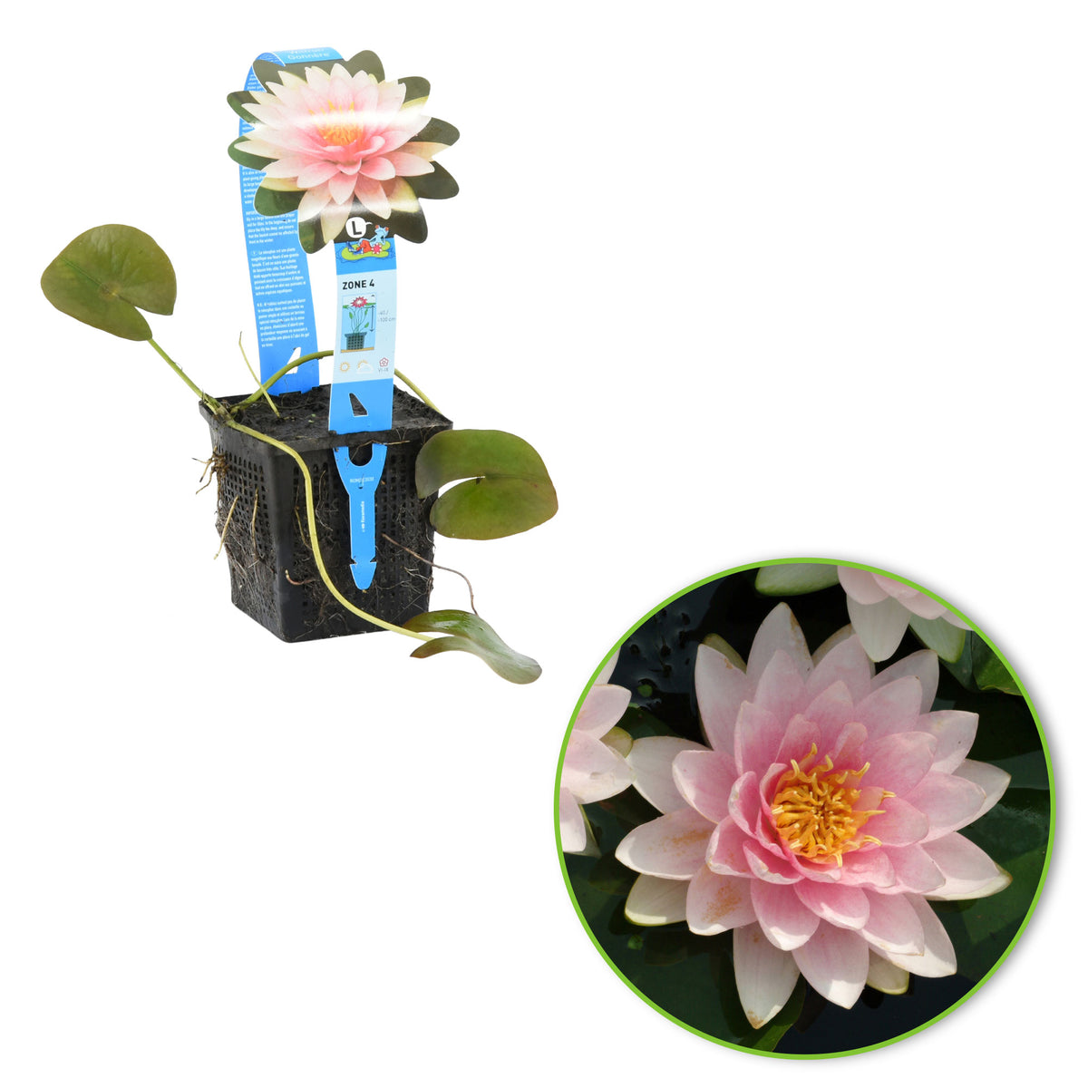 Water lily 'Madame Wilfron Gonnere ' pink