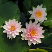 Water lily 'Madame Wilfron Gonnere ' pink