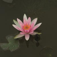 Water-lily 'Pygmaea Rubra' pink-orange