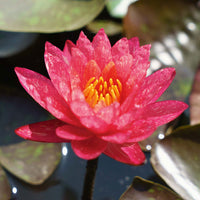 Water lily 'Wanvisa' pink-orange