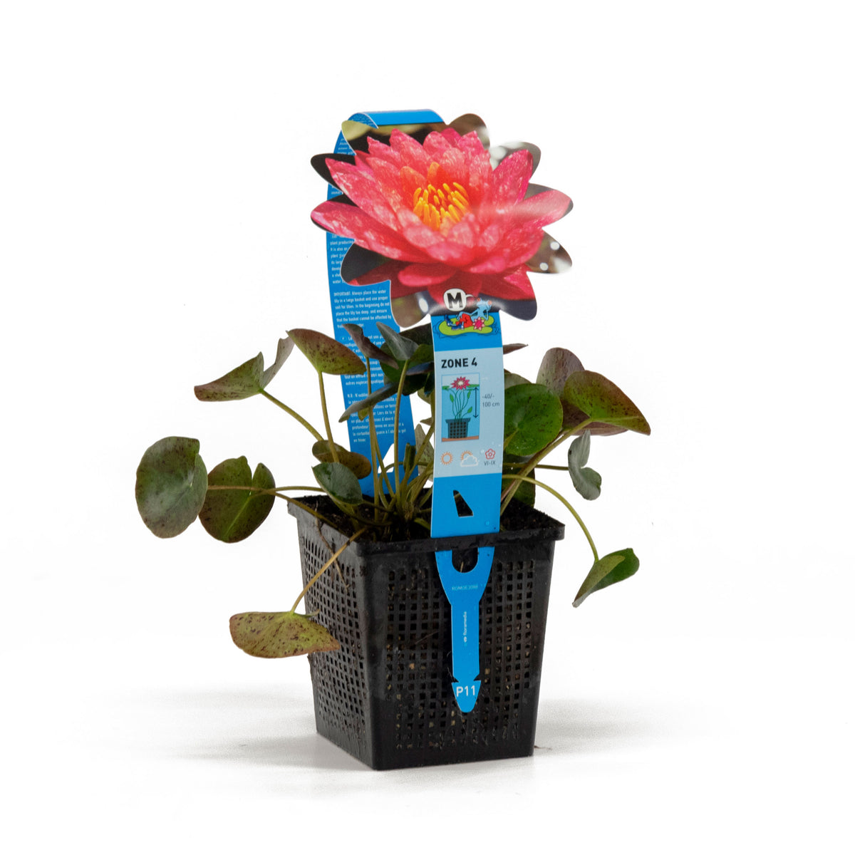 Water lily 'Wanvisa' pink-orange