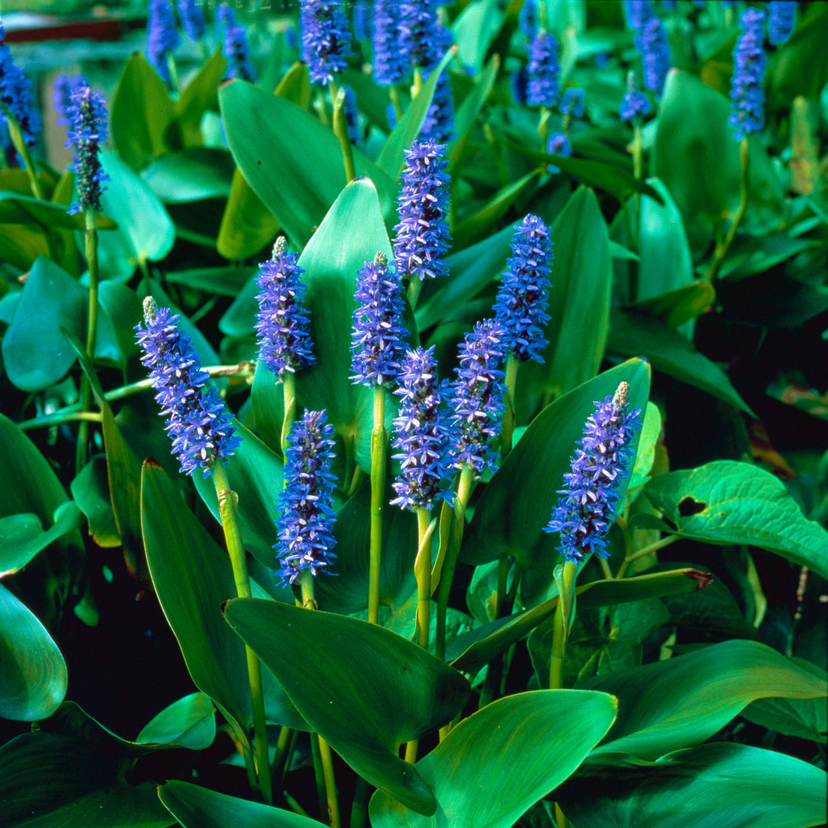 Pickerel weed purple