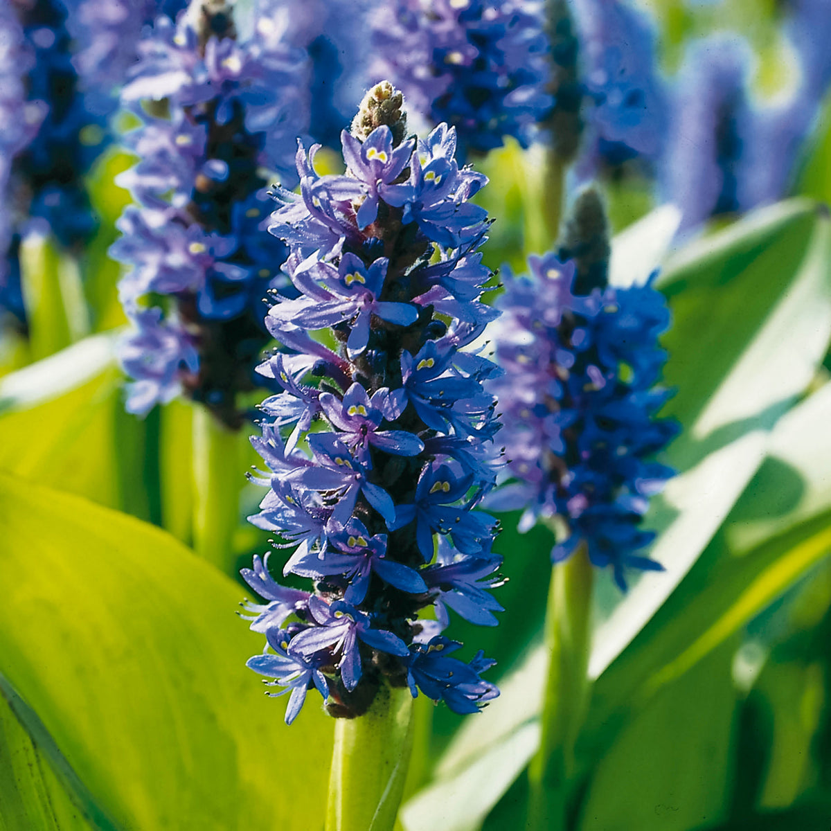 Pickerel weed purple