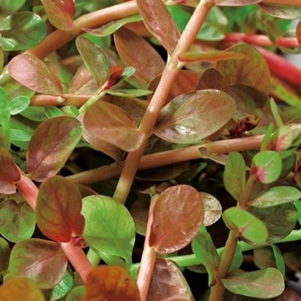 Rotala Indica pink - Oxygenating plant