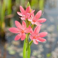 Marsh gladiolus Schizostylis 'Mrs Hegarty' red - Marsh plant, waterside plant