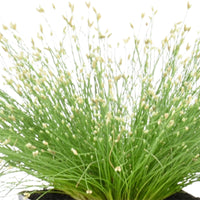 Needle spikerush Isolepis cernua white - Marsh plant, Oxygenating plant