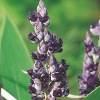 Thalia 'Dealbata'