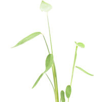Thalia 'Dealbata'