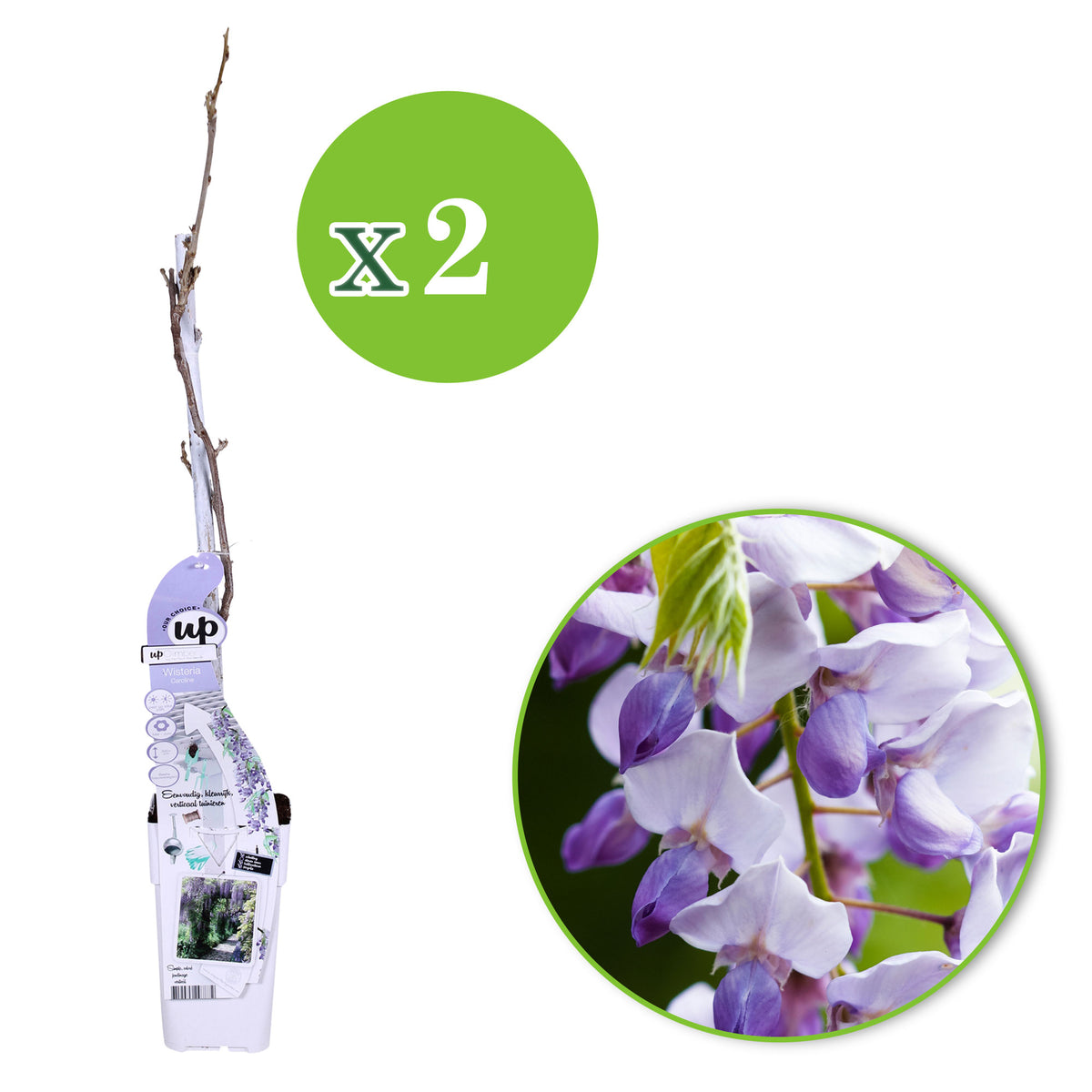 Wisteria 'Caroline' Purple - Hardy plant