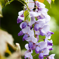 Wisteria 'Caroline' Purple - Hardy plant