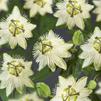 Passion flower Passiflora 'Snow Queen' white - Hardy plant