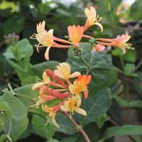 Honeysuckle 'Celestial' orange - Hardy plant