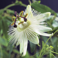 Passion flower 'Constance Elliot' white - Hardy plant