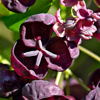 Chocolate vine 'Quinata' green-purple - Hardy plant