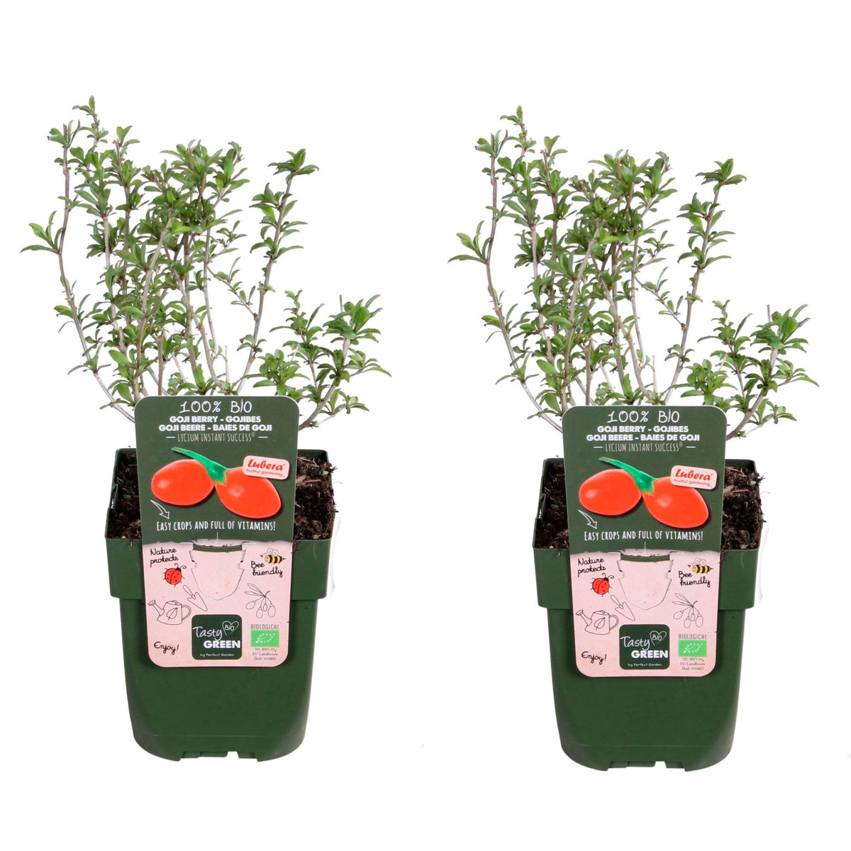 Goji berry Lycium 'Princess Tao' Red - Bio - Hardy plant