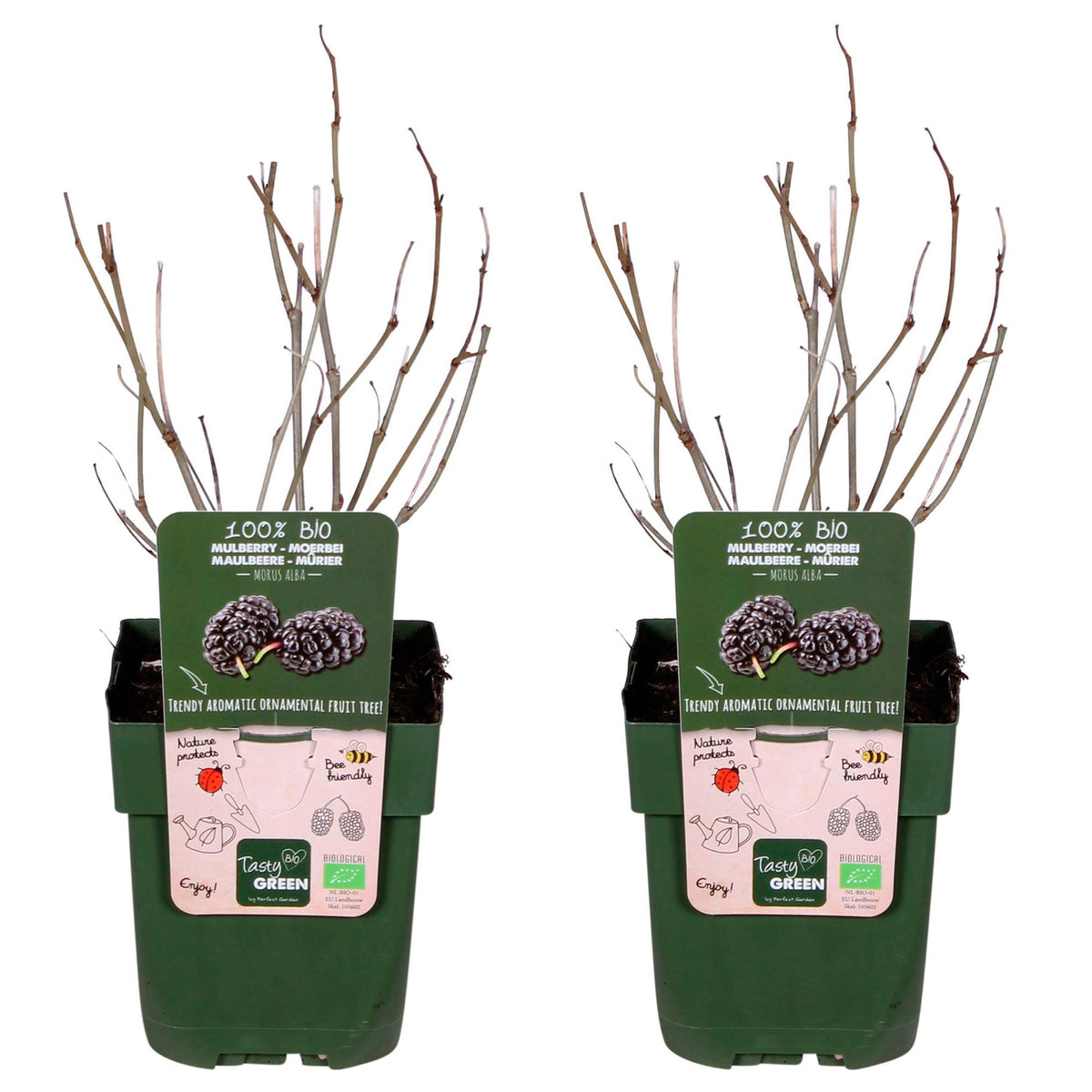 Mulberries Morus 'Mulle' Black - Bio - Hardy plant